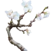 🌸