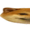 🐶