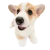 🐶