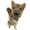 🐶