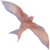 🐦