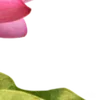 🪷