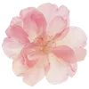 🌺