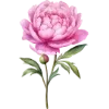 🌸