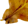 🍂