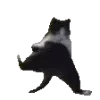 🐈‍⬛