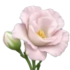 🌸