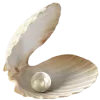 🐚