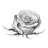 🌹