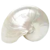 🐚