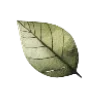 🍃