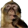 🐒