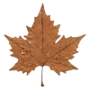 🍁