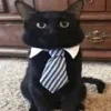 🐈‍⬛