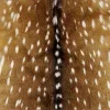 🐆