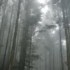 🌲