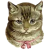 🐱