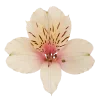 🌸