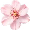 🌸