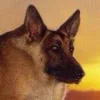 🐶