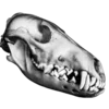 💀