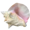 🐚