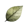 🍃