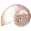 🐚