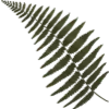 🌿