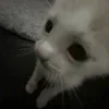 🐈‍⬛