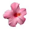 🌷