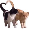 😽