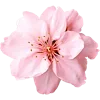 🌸