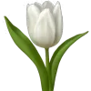 🌷
