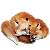 🦊