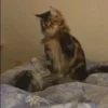 👊