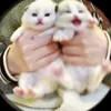 😼