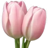🌷