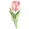🌷