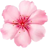🌸