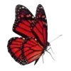 🦋