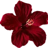 🌺