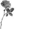 🌹