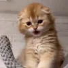 🐱