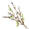🕊️