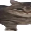 🐈