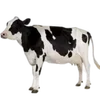 🐄