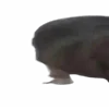 🐈
