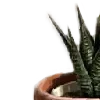 🪴
