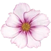 🌸